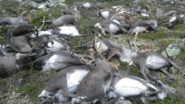 Des rennes sauvages tués par la foudre - Sputnik Afrique