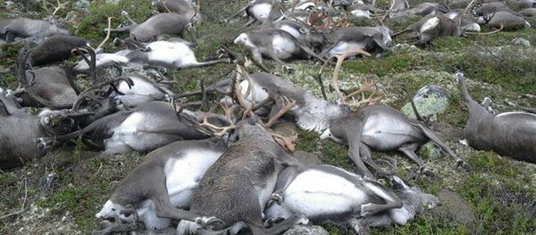 Des rennes sauvages tués par la foudre - Sputnik Afrique