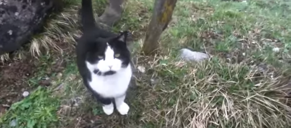 un chat sauveteur suisse - Sputnik Afrique