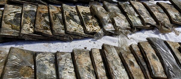 Paquets de haschisch - Sputnik Afrique