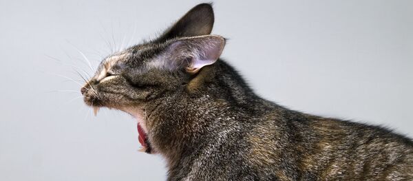 chat - Sputnik Afrique