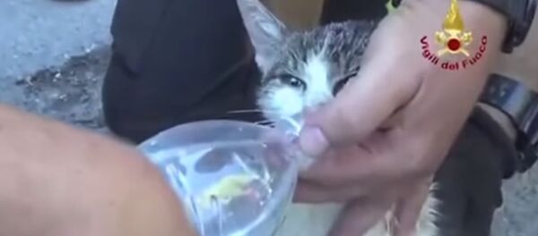 Un chat retrouvé vivant après avoir passé 5 jours dans les décombres d'Amatrice - Sputnik Afrique