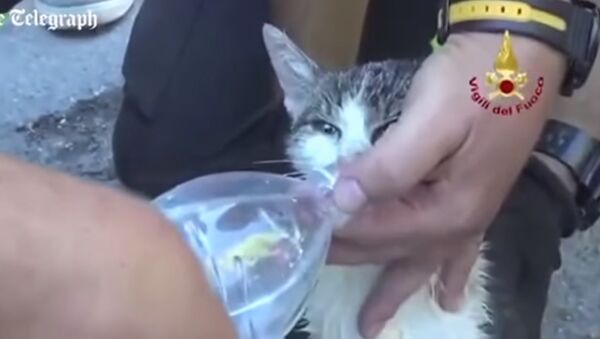 Un chat retrouvé vivant après avoir passé 5 jours dans les décombres d'Amatrice - Sputnik Afrique