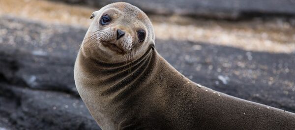 Un phoque Un phoque - Sputnik Afrique