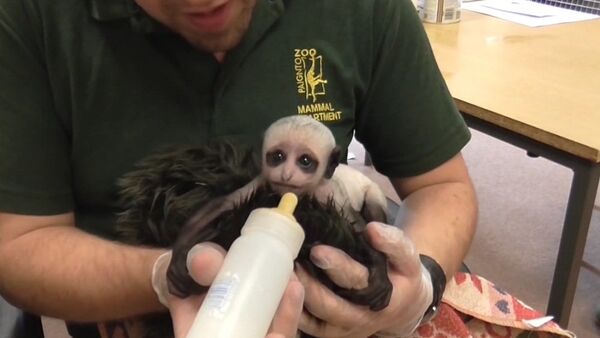 Rare King Colobus monkey delivered by caesearean - Sputnik Afrique