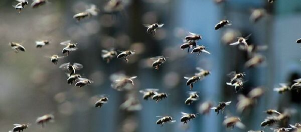des abeilles - Sputnik Afrique