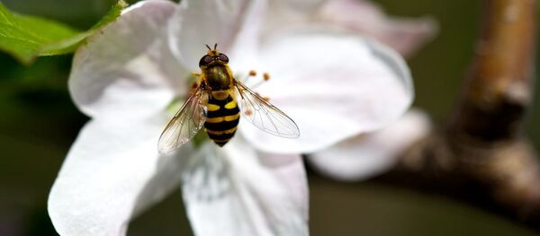 abeilles - Sputnik Afrique