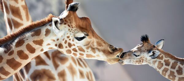 Une girafe - Sputnik Afrique