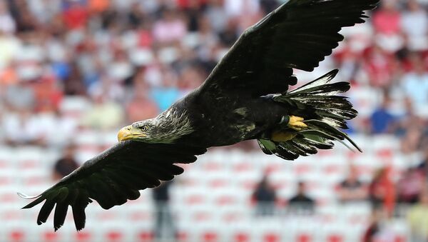 An eagle flies over the field before the French L1 football match Nice vs Lille on August 27, 2016 at the Allianz Riviera stadium in Nice, southeastern France - Sputnik Afrique