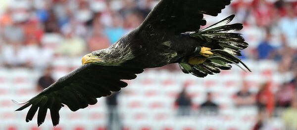 An eagle flies over the field before the French L1 football match Nice vs Lille on August 27, 2016 at the Allianz Riviera stadium in Nice, southeastern France - Sputnik Afrique