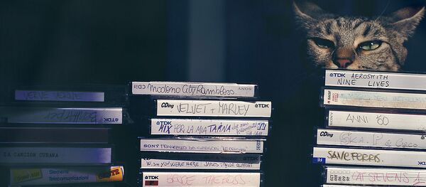 Un chat Un chat - Sputnik Afrique