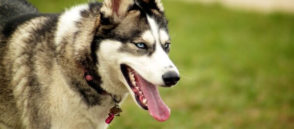 En Autriche, les hôteliers font la guerre aux punaises à l'aide de chiens - Sputnik Afrique