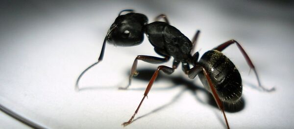 Une fourmi Une fourmi - Sputnik Afrique