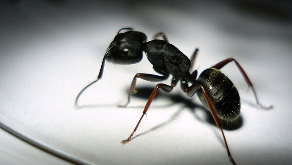 Une fourmi - Sputnik Afrique