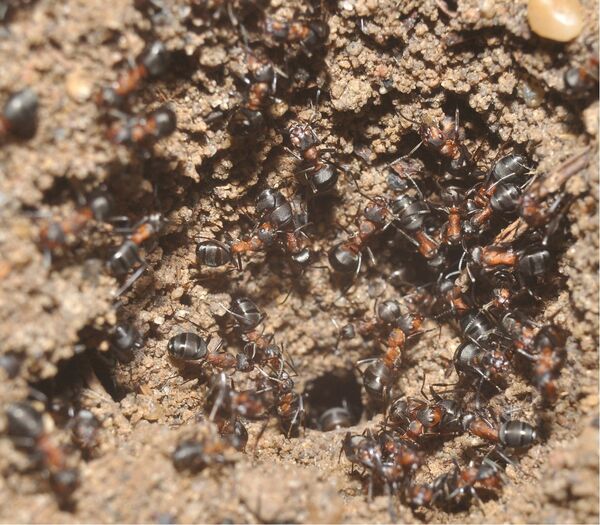 Des fourmis ont survécu dans un bunker nucléaire sans eau et sans reine 11.01.2015 Des fourmis ont survécu dans un bunker nucléaire sans eau et sans reine 11.01.2015 - Sputnik Afrique