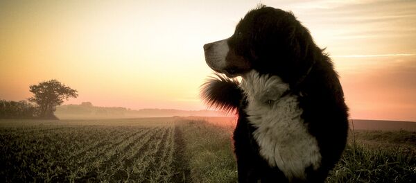 Chien - Sputnik Afrique