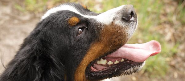 Un chiot - Sputnik Afrique