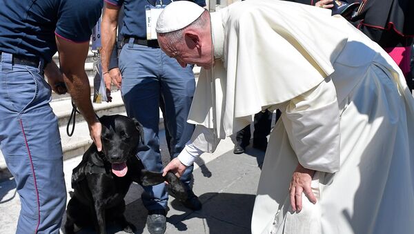 Pope Francis takes the paw of Leo, the Labrador which pinpointed a four-year-child who had survived in a pile of quake rubble, in St. Peter's Square at the Vatican Saturday, Sept. 3, 2016. - Sputnik Afrique