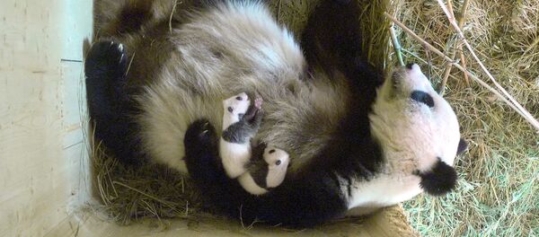 un panda - Sputnik Afrique