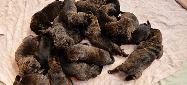 Chiots (image d'illustration) - Sputnik Afrique