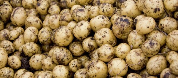 Pommes de terre - Sputnik Afrique