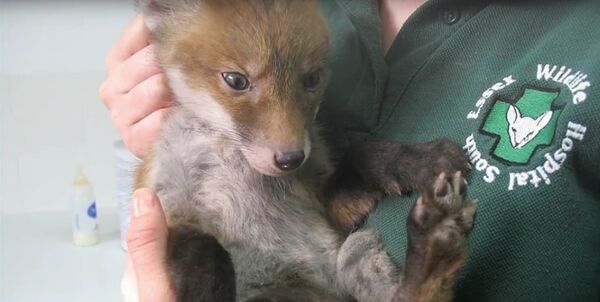 Animal mystérieux - Sputnik Afrique