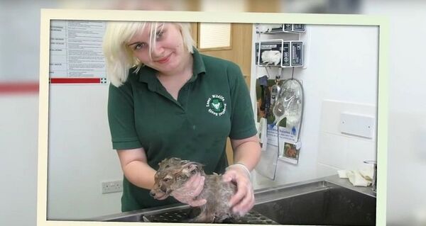 Animal mystérieux - Sputnik Afrique