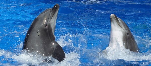 dauphin - Sputnik Afrique