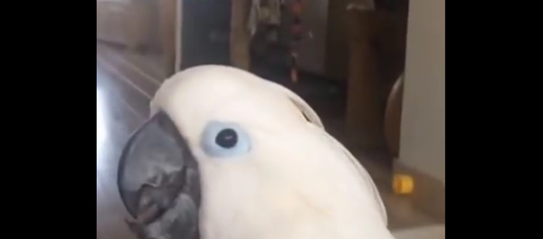 Un cacatoès interprète une chanson dans un gobelet plastique - Sputnik Afrique