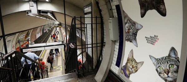 A poster featuring cats, on display, at the Clapham Common Tube station in London, Tuesday, Sept. 13, 2016. - Sputnik Afrique