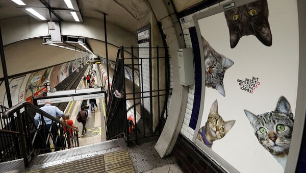 A poster featuring cats, on display, at the Clapham Common Tube station in London, Tuesday, Sept. 13, 2016. - Sputnik Afrique