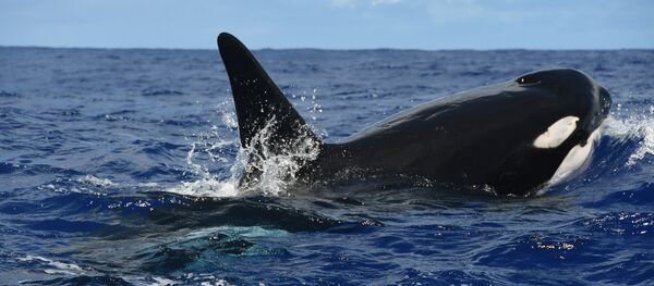 In this July 13, 2016 photo provided by the National Oceanic and Atmospheric Administration, killer whales swim off the coast of Maui, Hawaii. - Sputnik Afrique