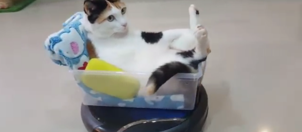 Ce chat qui se promène en robot aspirateur - Sputnik Afrique