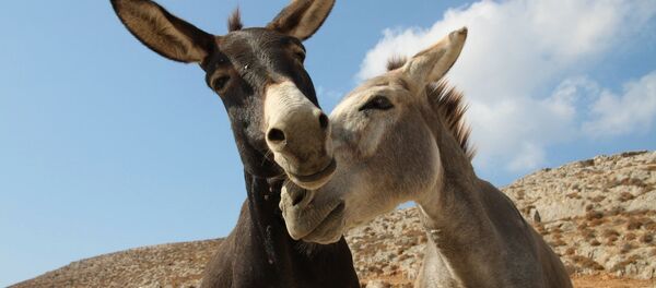 ânes - Sputnik Afrique