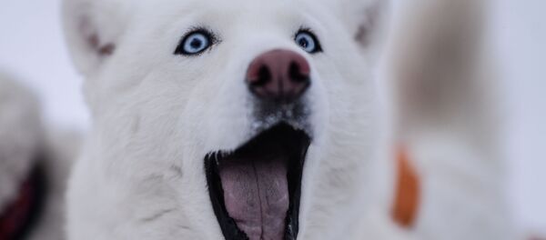 un chien - Sputnik Afrique