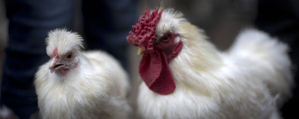 A rooster and a hen - Sputnik Afrique