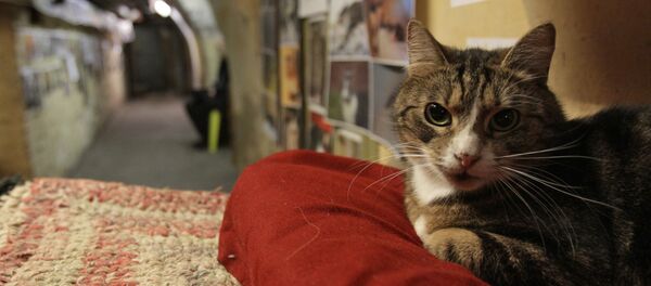 Un chat de l'Ermitage - Sputnik Afrique