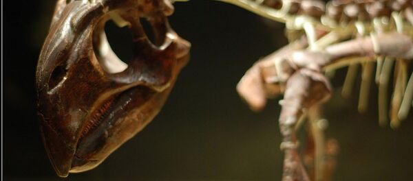 Psittacosaurus - Sputnik Afrique