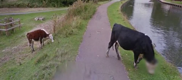 Google préserve la vie privée… d’une vache - Sputnik Afrique