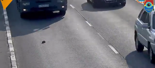 Et si les chats avaient vraiment neuf vies? - Sputnik Afrique