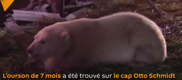 Sauvetage d'un petit ours blanc par des militaires russes - Sputnik Afrique