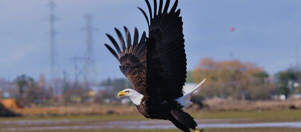 Pygargue à tête blanche - Sputnik Afrique