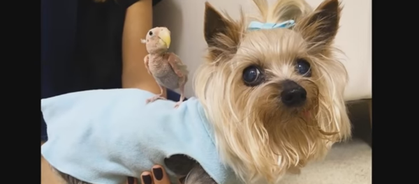 Le perroquet chauve Rhea et son amie - Sputnik Afrique