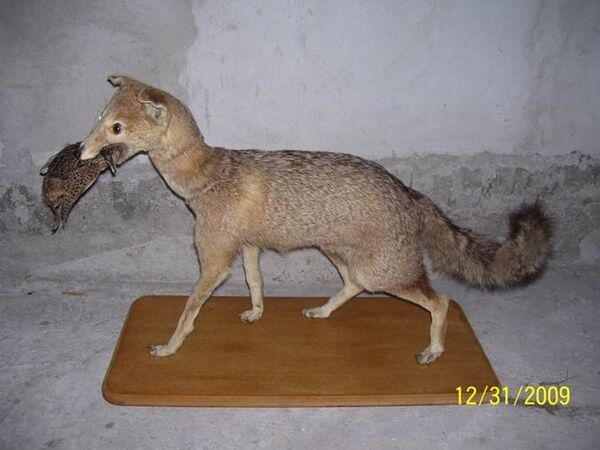 Des animaux naturalisés - Sputnik Afrique