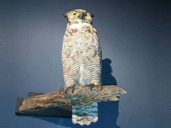 Un oiseau naturalisé - Sputnik Afrique