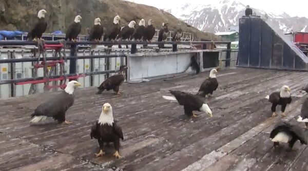 Sans peur, ce pêcheur nourrit des dizaines de pygargues à tête blanche - Sputnik Afrique