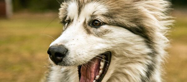Alaskan Malamute - Sputnik Afrique