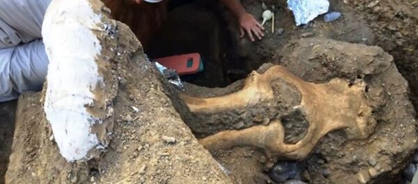 Crâne de mammouth - Sputnik Afrique