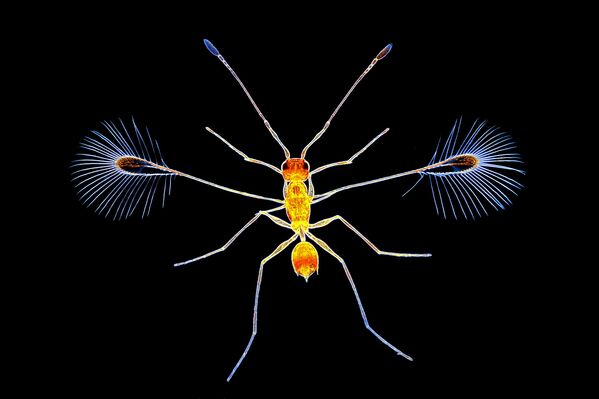 Ce microcosme qui nous entoure vu par un photographe scientifique - Sputnik Afrique