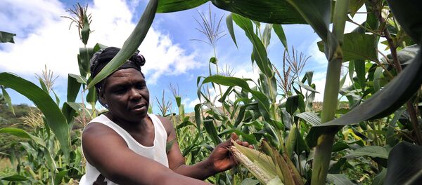 A woman checks maize crop on a small scale farm in Chinhamora, about 50 km north of Harare on Febuary 10, 2011. - Sputnik Afrique